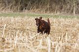SETTER IRLANDAIS 472